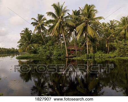 Stock Photo - Palm tree reflection, Kerala, India . Fotosearch