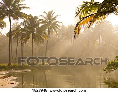 Palm trees and sunbeams, Kerala, India View Large Photo Image Stock Photo - Palm trees and sunbeams, Kerala, India . Fotosearch