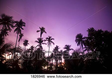 Palm trees at dusk, Malaysia, Southeast Asia View Large Photo Image Stock Photograph - Palm trees at dusk, Malaysia, Southeast Asia. Fotosearch