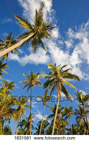 Palm Trees, Zanzibar, Tanzania, Africa View Large Photo Image Stock Image - Palm Trees, Zanzibar, Tanzania, Africa . Fotosearch