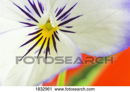 Pansy flower View Large Photo Image Stock Image - Pansy flower. Fotosearch
