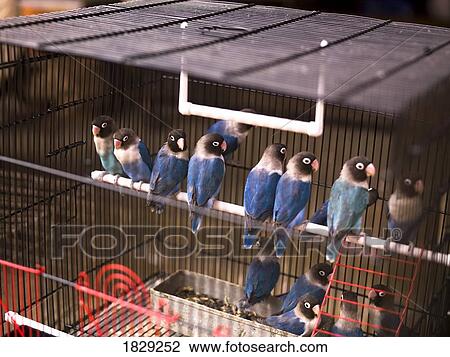 Stock Image - Parakeets in cage. Fotosearch