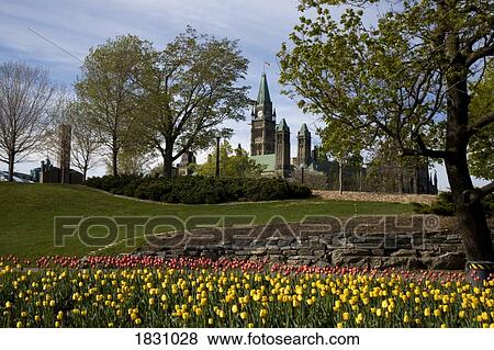 Parliament grounds, tulip festival, Ottawa, Ontario, Canada View Large Photo Image Stock Photo - Parliament grounds, tulip festival, Ottawa, Ontario, Canada. Fotosearch