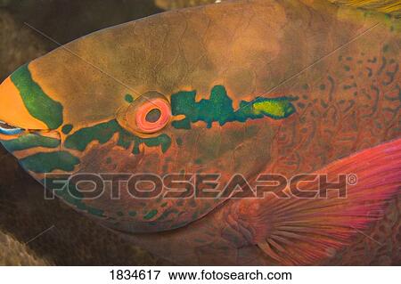 Stock Photo - Parrotfish (Scaridae). Fotosearch