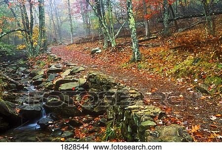 Path through forest View Large Photo Image Picture - Path through forest. Fotosearch