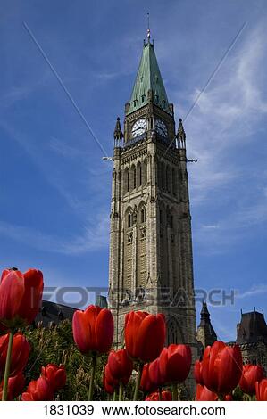 Peace Tower framed by tulips, Parliament buildings, Ottawa, Ontario, Canada View Large Photo Image Stock Photo - Peace Tower framed by tulips, Parliament buildings, Ottawa, Ontario, Canada. Fotosearch