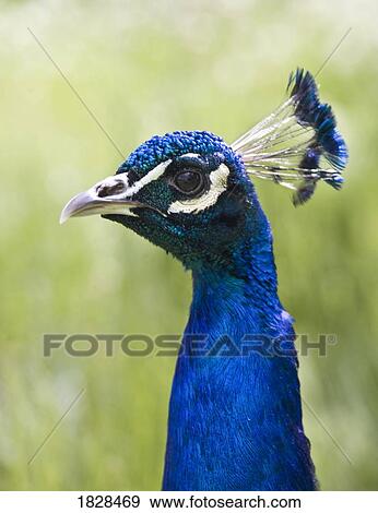 Peacock head View Large Photo Image Stock Photo - Peacock head. Fotosearch