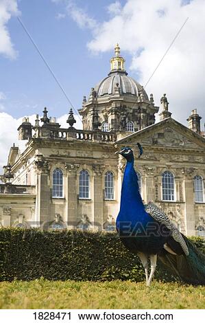 Stock Image - Peacock in front of a building. Fotosearch