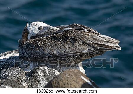 Stock Photography - Pelican resting on rock. Fotosearch