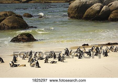 Penguins on a beach View Large Photo Image Stock Photo - Penguins on a beach. Fotosearch