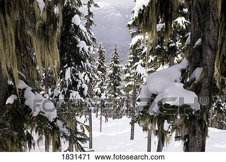 Stock Image - Person hiking in a winter forest. Fotosearch