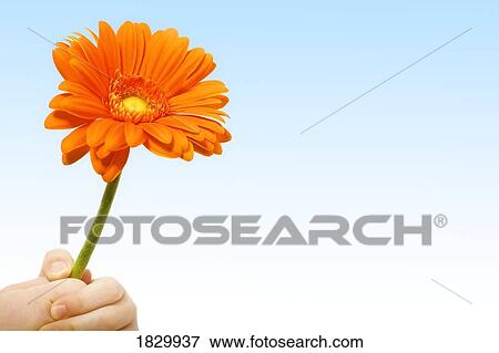 Person holding orange-colored gerbera against sky View Large Photo Image Stock Photo - Person holding orange-colored gerbera against sky. Fotosearch