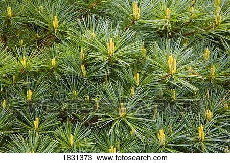 Stock Image - Pine tree needles. Fotosearch