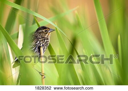 Pine Warbler (Dendroica pinus) View Large Photo Image Stock Image - Pine Warbler (Dendroica pinus). Fotosearch