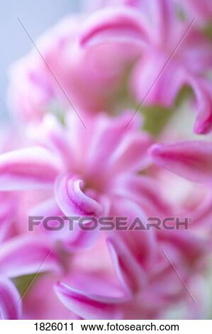 Stock Image - Pink flowers. Fotosearch
