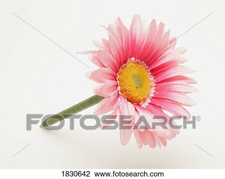 Pink gerbera daisy View Large Photo Image Stock Image - Pink gerbera daisy. Fotosearch