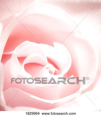 Pink rose, close-up View Large Photo Image Picture - Pink rose, close-up. Fotosearch