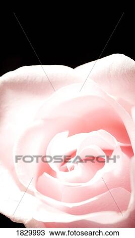 Pink rose, close-up View Large Photo Image Stock Image - Pink rose, close-up. Fotosearch