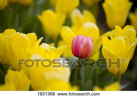 Pink tulip among yellow tulips View Large Photo Image Stock Photo - Pink tulip among yellow tulips. Fotosearch