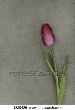 Stock Photograph - Pink tulip. Fotosearch