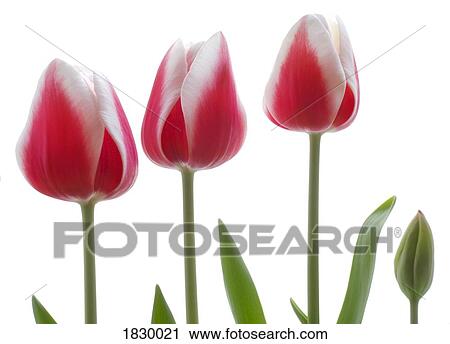 Stock Image - Pink tulips on white background. Fotosearch