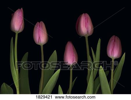 Stock Image - Pink tulips. Fotosearch