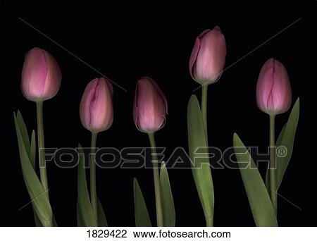 Pink tulips View Large Photo Image Stock Image - Pink tulips. Fotosearch