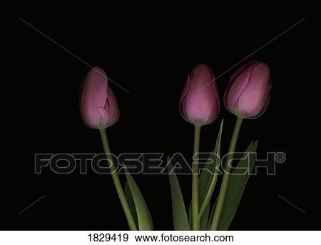 Pink tulips View Large Photo Image Stock Photo - Pink tulips. Fotosearch