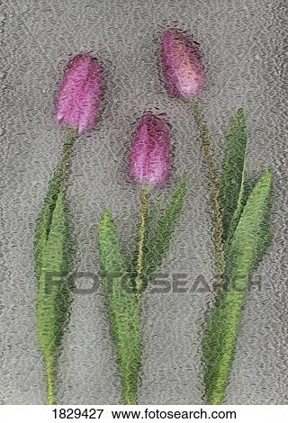 Stock Photo - Pink tulips. Fotosearch