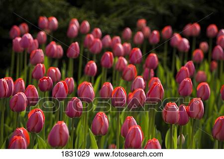 Pink tulips View Large Photo Image Stock Photo - Pink tulips. Fotosearch