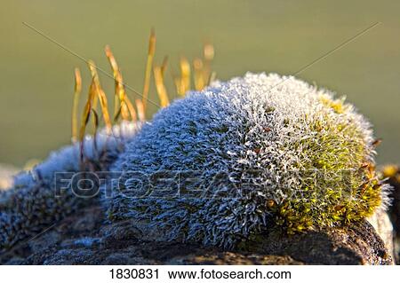 Stock Image - Plant growing on rock. Fotosearch