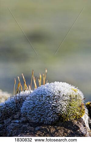 Plant growing on rock View Large Photo Image Stock Image - Plant growing on rock. Fotosearch