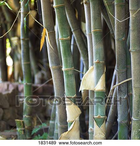 Plant stalks View Large Photo Image Stock Photo - Plant stalks. Fotosearch