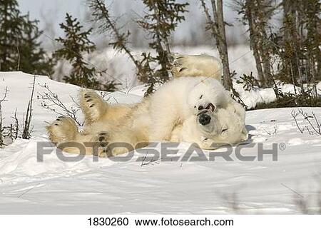 Polar Bear rolling with cub in snow, Watchee, Churchill, Canada View Large Photo Image Stock Image - Polar Bear rolling with cub in snow, Watchee, Churchill, Canada. Fotosearch