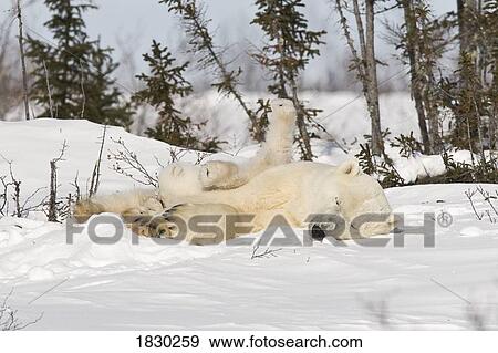 Stock Photo - Polar Bear rolling with cub in snow, Watchee, Churchill, Canada. Fotosearch