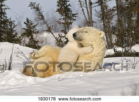 Polar bear (Ursus maritimus)with cub View Large Photo Image Stock Photo - Polar bear (Ursus maritimus)with cub. Fotosearch
