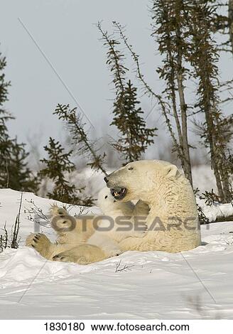 Polar bear with cub in snow View Large Photo Image Stock Image - Polar bear with cub in snow. Fotosearch