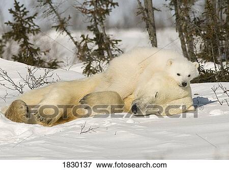 Stock Photo - Polar Bear with cub in snow. Fotosearch
