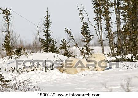 Polar Bear with cub in snow View Large Photo Image Stock Photo - Polar Bear with cub in snow. Fotosearch