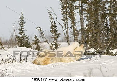 Polar Bear with cub in snow View Large Photo Image Stock Photo - Polar Bear with cub in snow. Fotosearch