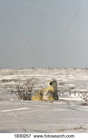Polar bear with cub, Watchee, Churchill, Canada View Large Photo Image Stock Photo - Polar bear with cub, Watchee, Churchill, Canada. Fotosearch