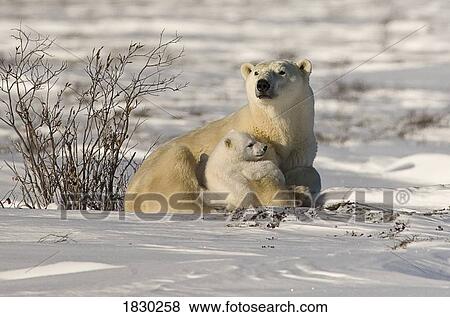 Polar bear with cub, Watchee, Churchill, Canada View Large Photo Image Stock Photo - Polar bear with cub, Watchee, Churchill, Canada. Fotosearch