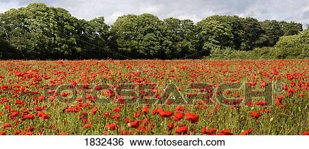 Stock Photograph - Poppy Field. Fotosearch