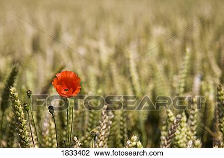 Stock Image - Poppy flower in wheatfield. Fotosearch