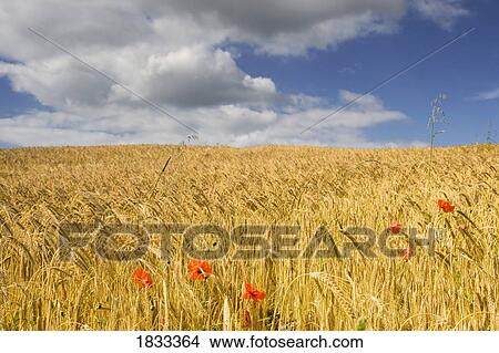 Poppy flowers in wheat field, North Yorkshire, England, Europe View Large Photo Image Picture - Poppy flowers in wheat field, North Yorkshire, England, Europe . Fotosearch