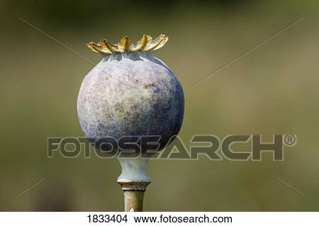 Poppy seed head View Large Photo Image Picture - Poppy seed head. Fotosearch
