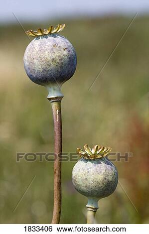 Stock Photograph - Poppy seed head. Fotosearch