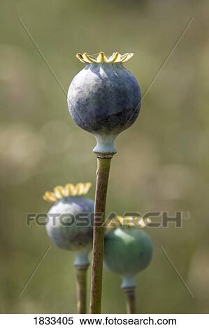 Poppy seed head View Large Photo Image Stock Photography - Poppy seed head. Fotosearch