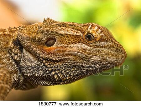 Portrait of a bearded dragon View Large Photo Image Stock Photo - Portrait of a bearded dragon. Fotosearch