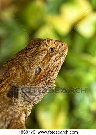 Stock Photograph - Portrait of a bearded dragon. Fotosearch